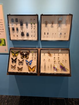 特別展「昆虫MANIAC」（名古屋会場）に投稿された画像（2025/12/3）