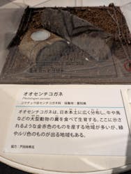 特別展「昆虫MANIAC」（名古屋会場）に投稿された画像（2025/12/3）