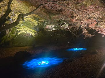 六義園に投稿された画像（2025/12/3）