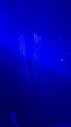 シン・マリホ水族館に投稿された画像（2025/12/3）