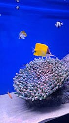 シン・マリホ水族館に投稿された画像（2025/12/3）