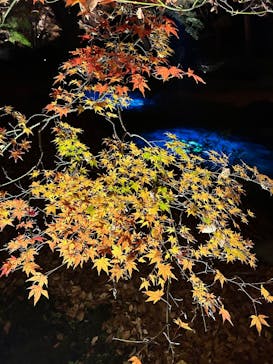 六義園に投稿された画像（2025/12/3）