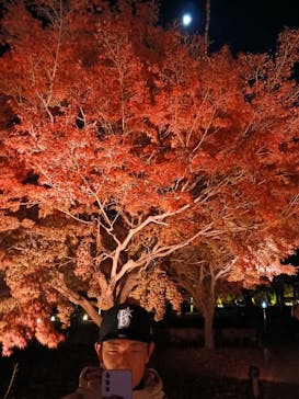 NAKED meets 二条城 2025 観月に投稿された画像（2025/12/3）