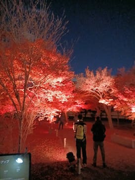 NAKED meets 二条城 2025 観月に投稿された画像（2025/12/3）