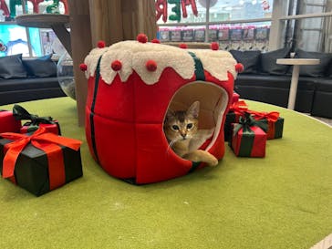 猫カフェモカ　アルシェ大宮店に投稿された画像（2025/12/3）