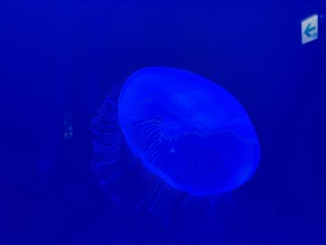 大分マリーンパレス水族館 「うみたまご」に投稿された画像（2025/12/3）