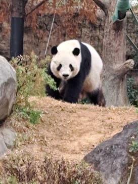 恩賜上野動物園に投稿された画像（2025/12/4）