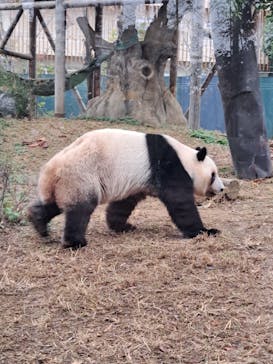 恩賜上野動物園に投稿された画像（2025/12/4）