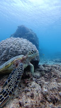 nico 宮古島に投稿された画像（2025/12/4）