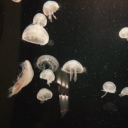 環境水族館アクアマリンふくしまに投稿された画像（2025/12/4）