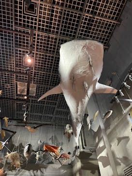 国立科学博物館に投稿された画像（2025/12/4）