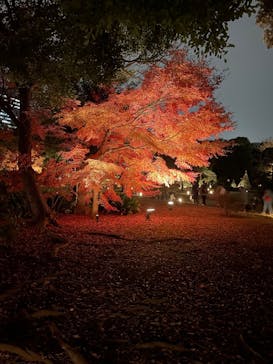 六義園に投稿された画像（2025/12/4）