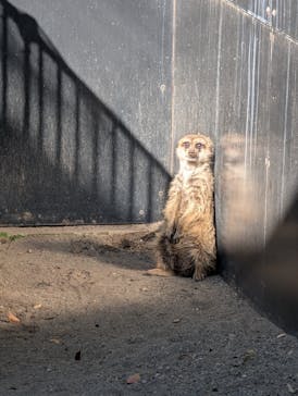 恩賜上野動物園に投稿された画像（2025/12/4）