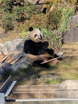 恩賜上野動物園に投稿された画像（2025/12/4）