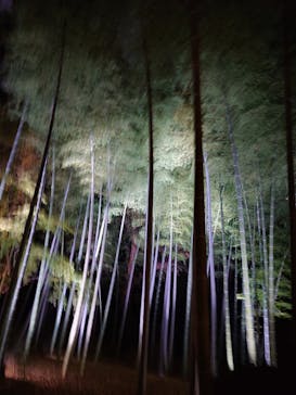 六義園に投稿された画像（2025/12/4）