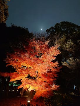 六義園に投稿された画像（2025/12/4）