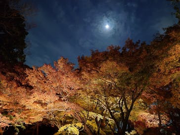 六義園に投稿された画像（2025/12/4）