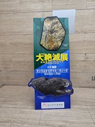 特別展「大絶滅展―生命史のビッグファイブ」に投稿された画像（2025/12/4）