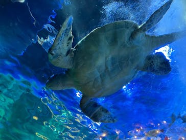 しながわ水族館に投稿された画像（2025/12/4）