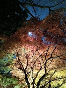 六義園に投稿された画像（2025/12/4）