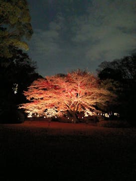 六義園に投稿された画像（2025/12/4）