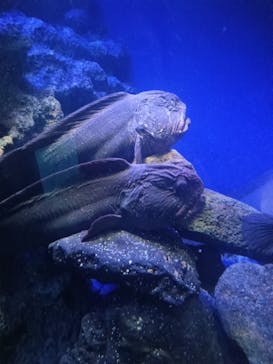 新江ノ島水族館に投稿された画像（2025/12/4）