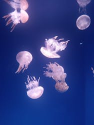 新江ノ島水族館に投稿された画像（2025/12/4）