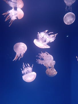 新江ノ島水族館に投稿された画像（2025/12/4）