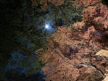 六義園に投稿された画像（2025/12/4）