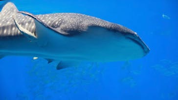 沖縄美ら海水族館に投稿された画像（2025/12/4）