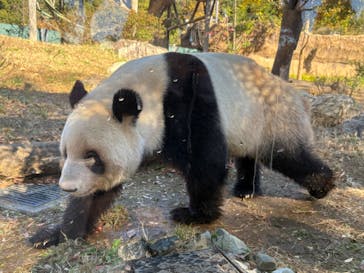 恩賜上野動物園に投稿された画像（2025/12/4）