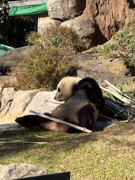 恩賜上野動物園に投稿された画像（2025/12/4）