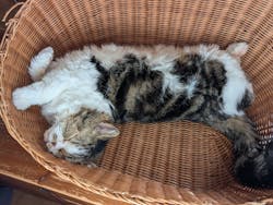 猫カフェモカ　池袋東口店に投稿された画像（2025/12/4）