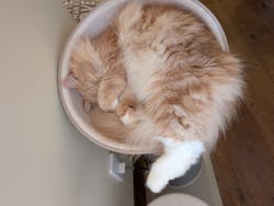 猫カフェモカ　池袋東口店に投稿された画像（2025/12/4）