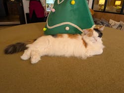 猫カフェモカ　池袋東口店に投稿された画像（2025/12/4）