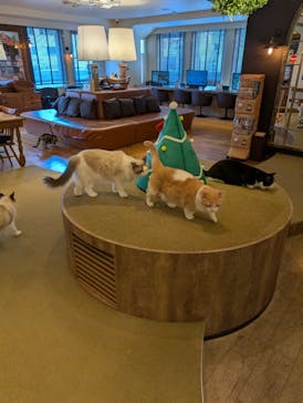 猫カフェモカ　池袋東口店に投稿された画像（2025/12/4）