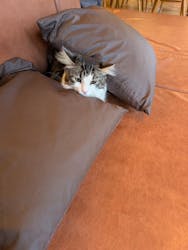 猫カフェモカ　池袋東口店に投稿された画像（2025/12/4）