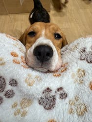 いぬカフェRio 浅草店に投稿された画像（2025/12/4）