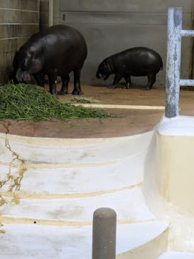 恩賜上野動物園に投稿された画像（2025/12/4）