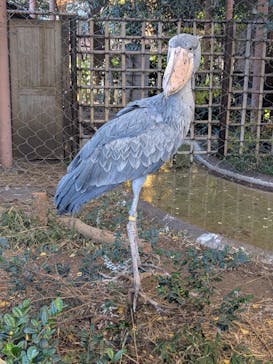恩賜上野動物園に投稿された画像（2025/12/4）