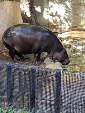 恩賜上野動物園に投稿された画像（2025/12/4）