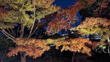 ASAKUSA CULTURE & LIGHTS 2025に投稿された画像（2025/12/4）