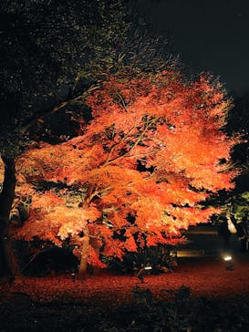 六義園に投稿された画像（2025/12/4）