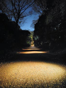 六義園に投稿された画像（2025/12/4）