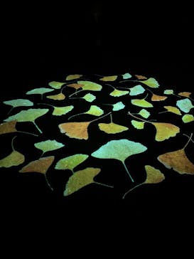 六義園に投稿された画像（2025/12/4）