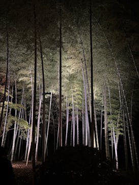 六義園に投稿された画像（2025/12/4）