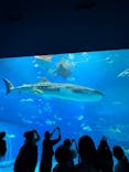 沖縄美ら海水族館に投稿された画像（2025/12/4）