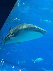 沖縄美ら海水族館に投稿された画像（2025/12/4）