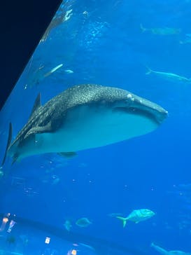 沖縄美ら海水族館に投稿された画像（2025/12/4）