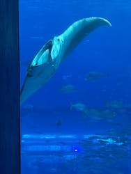 沖縄美ら海水族館に投稿された画像（2025/12/4）